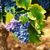 Виноград Зильга (Vitis vinifera x labrusca Zilga ) 10 литров контейнер #2