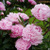 Пион молочноцветковый Сара Бернард (Paeonia Sarah Bernhardt) 5-6л #1