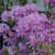 Азалия Орхид Лайтс (Rhododendron Orhid Lights) 3л 30-40 см #3