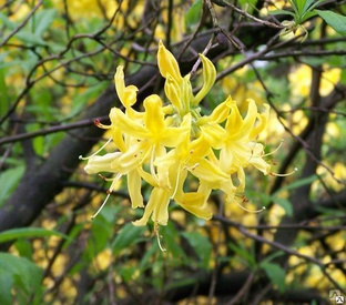 Рододендрон желтый (Rhododendron luteum), С3 