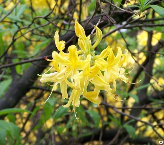 Рододендрон желтый (Rhododendron luteum) 10л 40-50см
