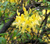 Рододендрон желтый (Rhododendron luteum) 10л 40-50см #1