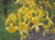 Рододендрон желтый (Rhododendron luteum) 10л 40-50см #2
