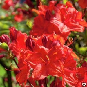 Рододендрон Фейерверк (Rhododendron Feuerwerk) 5л 30-40см