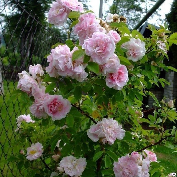 роза мартин фробишер описание