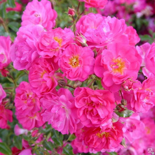 Роза (гр. флорибунда) Неон (Rosa floribunda Neon) С5 