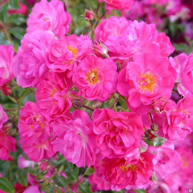 Роза флорибунда Неон (Rosa floribunda Neon) 15л