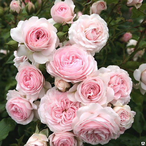 Роза флорибунда Ларисса (Rosa floribunda Larissa ) купить в спб лисий нос Беговая Приморский район Черная речка