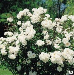 Роза почвопокровная Фейри белая купить в спб лисий нос Беговая Приморский район Черная речка