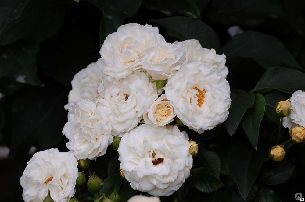 Доминик луазо роза фото