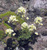 Камнеломка метельчатая Saxifraga paniculata Р9-С1 #2