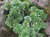Камнеломка метельчатая Saxifraga paniculata Р9-С1 #3