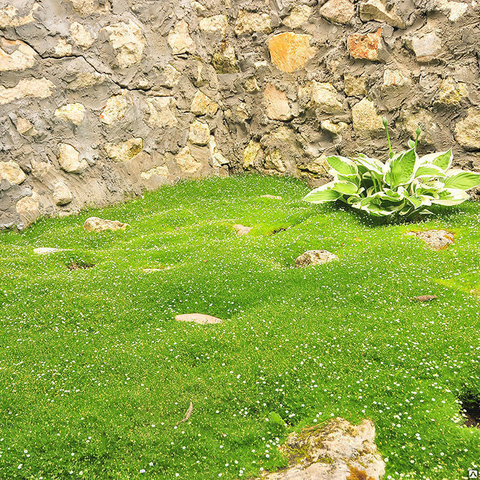 Мшанка шиловидная Грин Мосс ( Sagina subulata Green Moss) с1 2