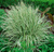 Вейник остроцветковый Овердам (Calamagrostis Overdam) 2л #1