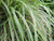 Вейник остроцветковый Овердам (Calamagrostis Overdam) 2л #2