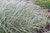 Вейник остроцветковый Овердам (Calamagrostis Overdam) 2л #3