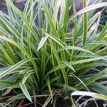 Осока Морроу Вариегата петролистная (Carex morrowii "Variegata") С2-3 л