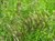 Щучка, луговик дернистый Бронзешляйер (Deschampsia Bronzeschleier) 2л #2
