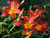 Лилейник Оутм Ред / Красная осень (Hemerocallis Autumn Red) 3л #1