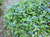 Бруннера крупнолистная незабудочник Brunnera macrophylla 3 - 4 л #2