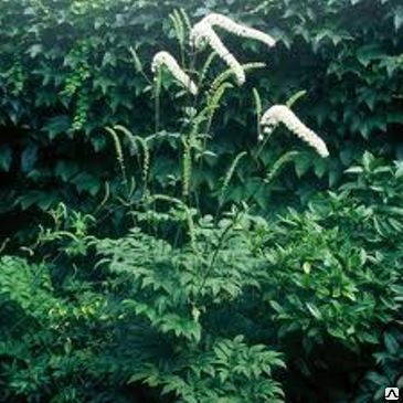 Клопогон сердцелистный (Cimicifuga cordifolia) С5.