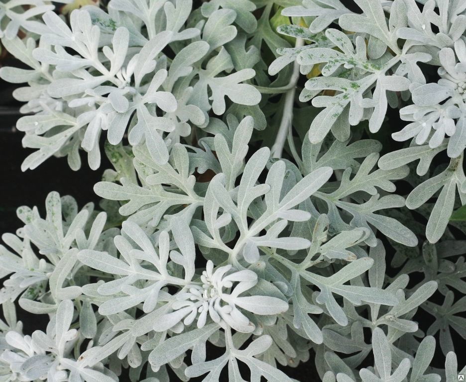 Полынь Стеллера Artemisia stelleriana С5