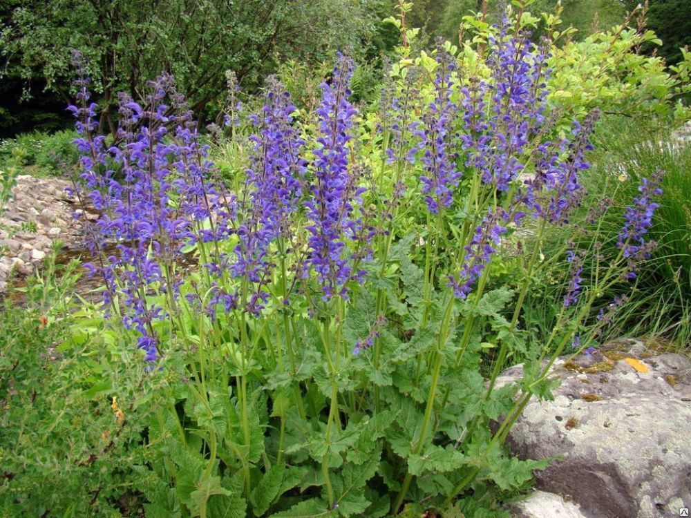 Шалфей луговой (Salvia pratensis) 3 л