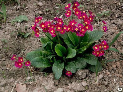 Примула бесстебельная (Primula acaulis)С1