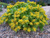 Очиток гибридный желтый (Sedum hybridum) Р12-Р15 #1