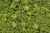 Седум / очиток гибридный желтый (Sedum hybridum) Р12-Р15 #2