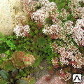 Седум/очиток белый Корал Карпет (Sedum album coral carpet) С2 купить за ...