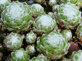 Молодило паутинистое (Sempervivum arachnoideum) 