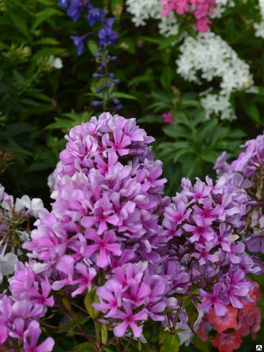 Флокс метельчатый Морской петух купить в спб лисий нос Беговая ...