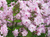 Флокс метельчатый "Молодость" (Phlox Paniculata) С2-С3 #1