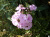 Флокс метельчатый Молодость (Phlox Paniculata) С2-С3 #2