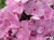 Флокс метельчатый "Всемил" (Phlox paniculata) #1
