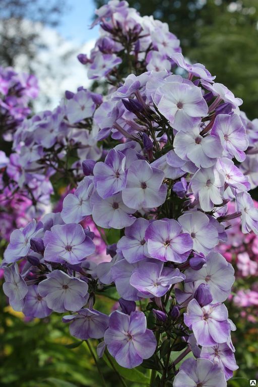 Флокс метельчатый (Phlox paniculata `Miss Mary`) - Флокс метельчатый-Флокс  - Многолетники - Каталог 