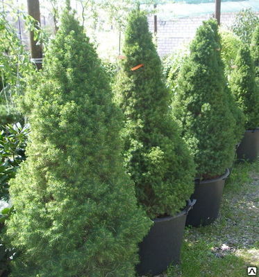 Ель канадская Коника (Picea glauca Conica) 5 л контейнер 40-50 см Собственное производство