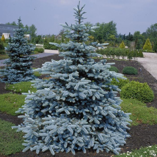 Ель колючая Хупси (Picea pungens Hoopsii) 50 л 140-160 см 
