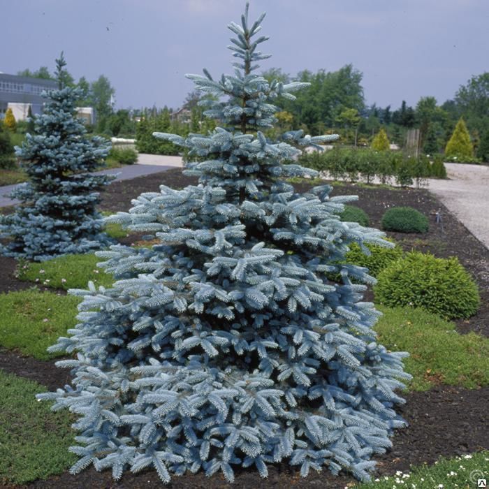 Ель колючая Хупси (Picea pungens Hoopsii) 15л 80-100 см