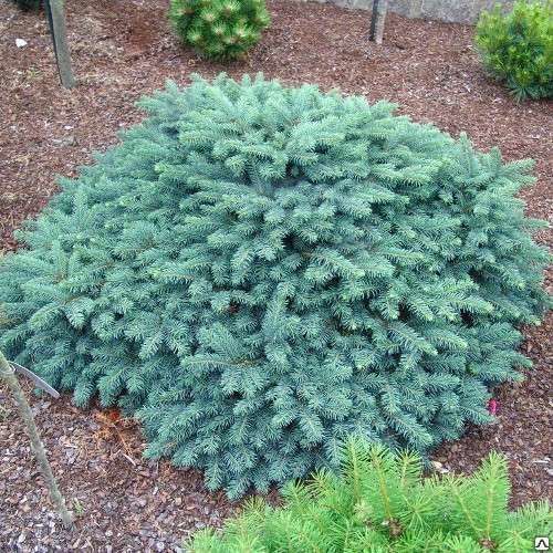 Ель колючая Вальдбрун (Picea pungens Waldbrunn) 20-40 литров 50-70 см. собственное производство
