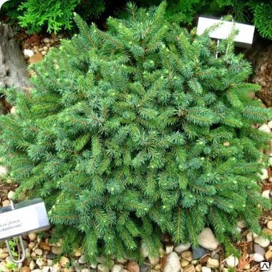 Ель сизая Эхиниформис (Picea glauca Echiniformis) 20 л 40 см.