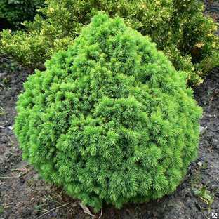 Ель канадская Альберта Глоб (Picea glauca Alberta Globe) ком, 50-60см. 