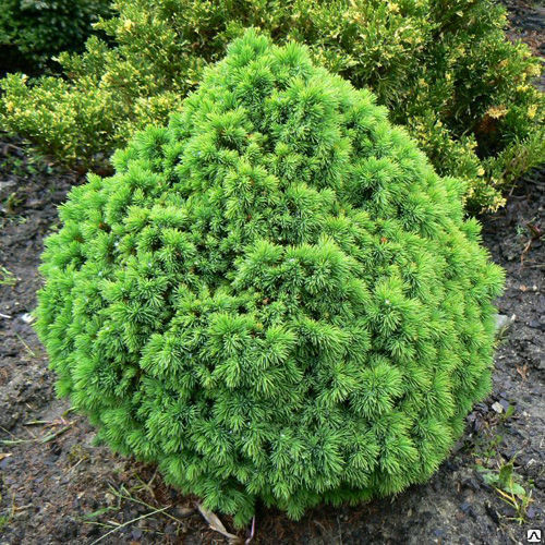 Ель канадская Альберта Глоб (Picea glauca Alberta Globe)15 л контейнер 40-50 см собственное производство НЕ горит!