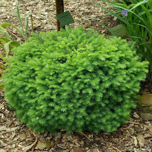 Ель сербская Карел (Picea omorika Karel) С7 30-40см 