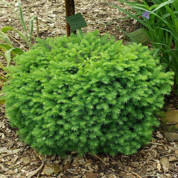 Ель сербская Карел (Picea omorika Karel) 25 л контейнер 40-60 см крона