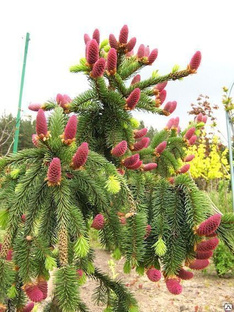 Ель обыкновенная Акрокона (Picea abies Acrocona) 7,5 л 40-60 см #1