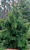 Ель обыкновенная Акрокона (Picea abies Acrocona) 7,5 л 40-60 см #2
