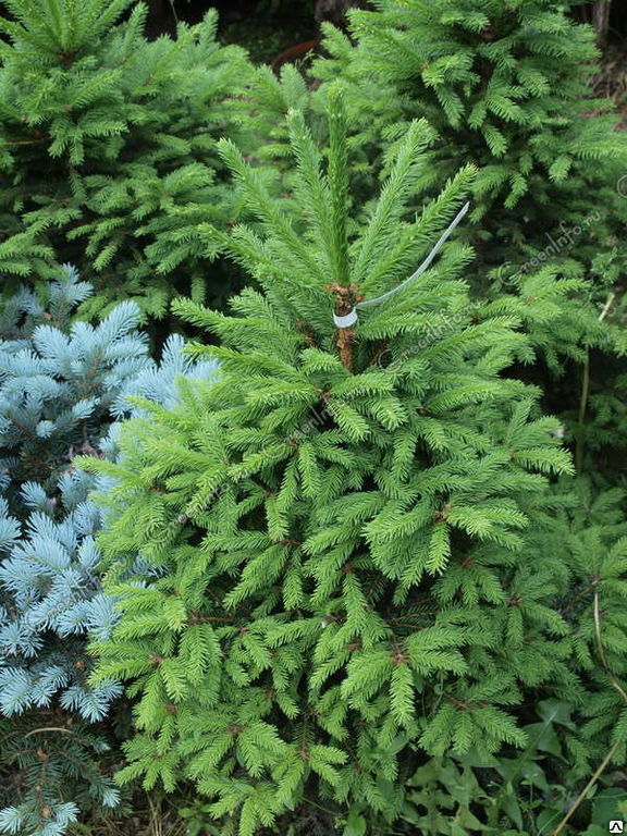 Ель обыкновенная (Picea abies) 35л 120-140см стриженная