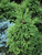 Ель обыкновенная (Picea abies) 90л 280-300см #1